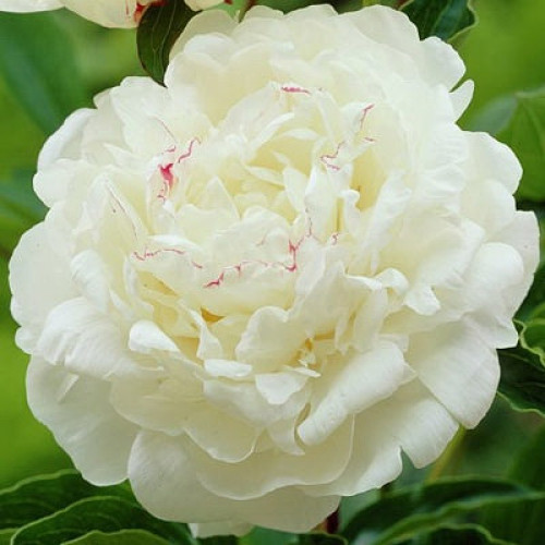 Пион Boule de Neige (Буль де Неж)