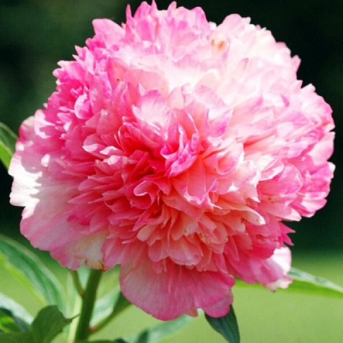 Пион Salmon Glory (Салмон Глори)