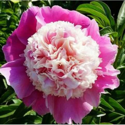 Пион Cora Stubbs (Кора Стаббс)