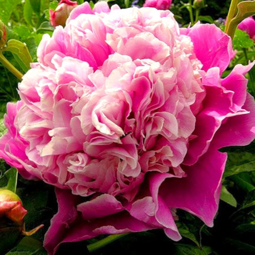 Пион Cora Stubbs (Кора Стаббс)