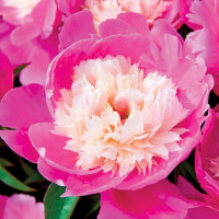 Пион Cora Stubbs (Кора Стаббс)