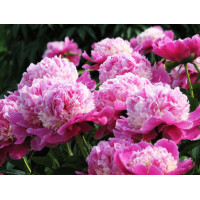 Пион Cora Stubbs (Кора Стаббс)