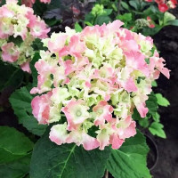 Гортензия крупнолистная Spike (Спайк)