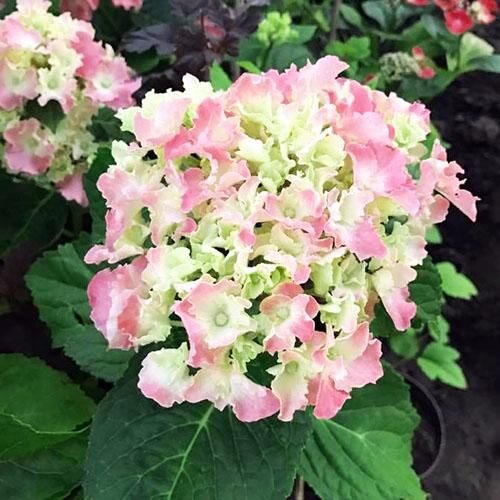 Гортензия крупнолистная Spike (Спайк)