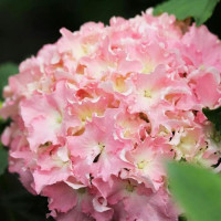 Гортензия крупнолистная Spike (Спайк)