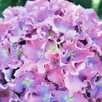 Гортензия крупнолистная Spike (Спайк)