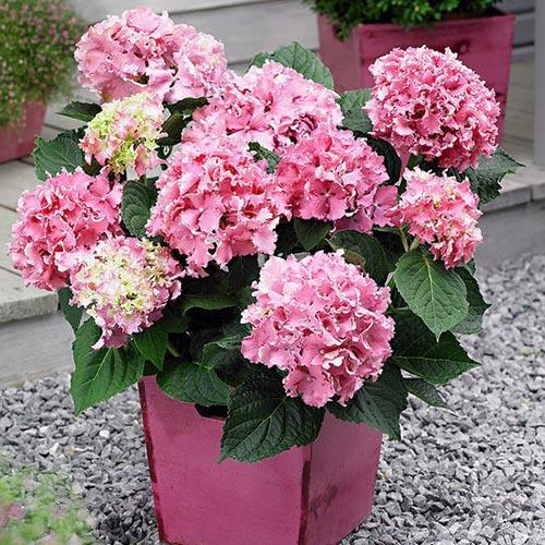 Гортензия крупнолистная Spike (Спайк)