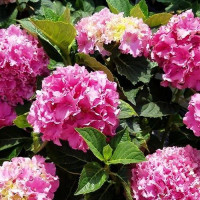 Гортензия крупнолистная Spike (Спайк)