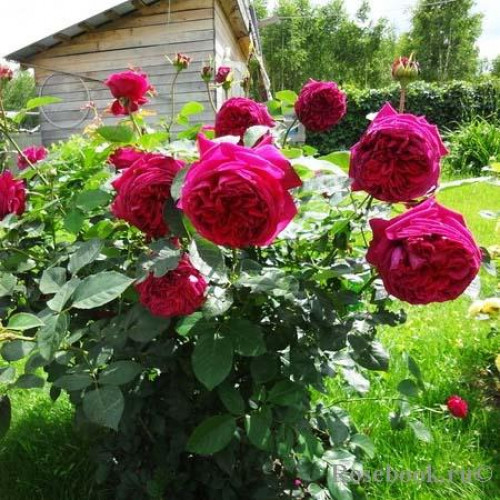 Роза английская кустарниковая Falstaff