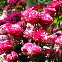 Роза чайно-гибридная Хаим Сатин (Chaim Soutine)