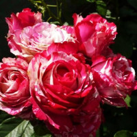 Роза чайно-гибридная Хаим Сатин (Chaim Soutine)