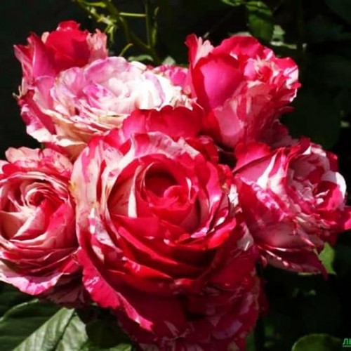 Роза чайно-гибридная Хаим Сатин (Chaim Soutine)