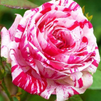 Роза чайно-гибридная Хаим Сатин (Chaim Soutine)