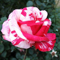 Роза чайно-гибридная Хаим Сатин (Chaim Soutine)