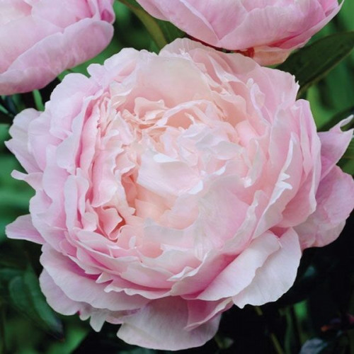 Пион Nancy Nora (Нэнси Нора)