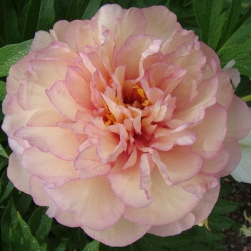 Пион Scrumdidleyumptious (Скрамдидлейампшес)