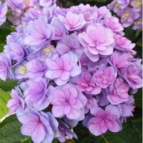 Гортензия крупнолистная You & Me Romance (Ю энд Ми Романс)