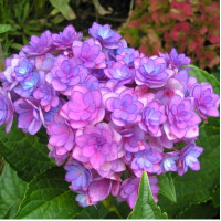 Гортензия крупнолистная You & Me Romance (Ю энд Ми Романс)