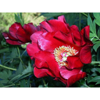 Пион Scarlet Heaven (Скарлет Хевен)