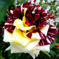 Роза чайно-гибридная Абракадабра