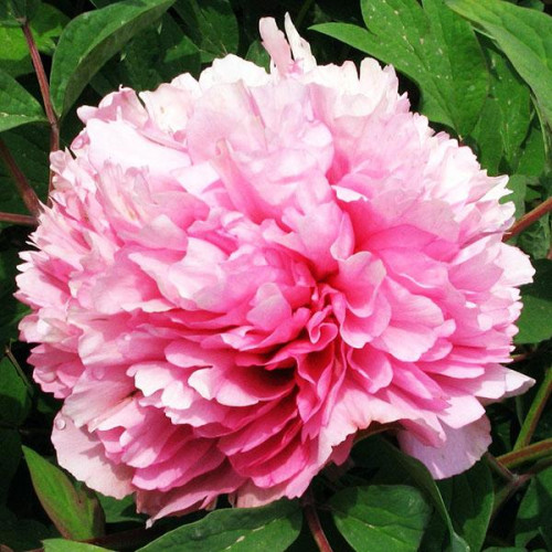 Пион Розовое облако