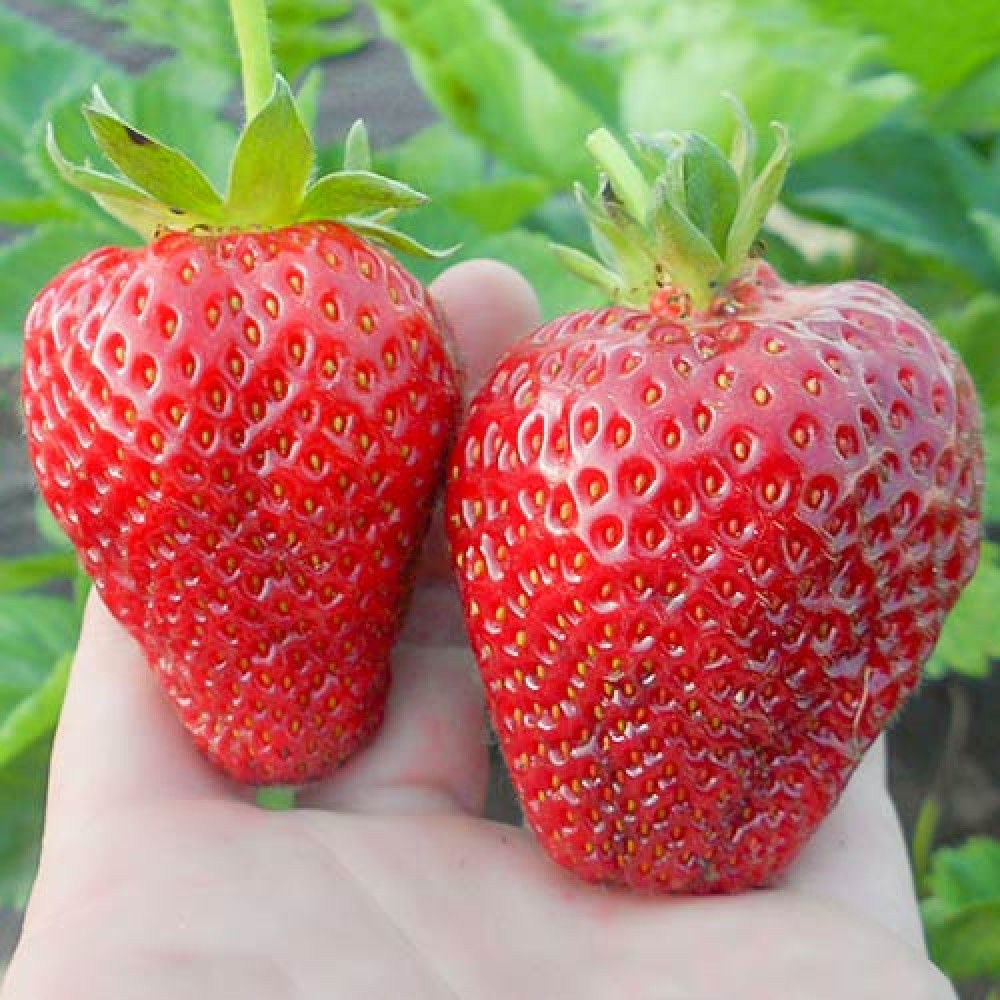 Саженцы Клубника (крупноплодная) Альба (5 шт.) купить рассаду в Москве ...