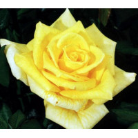 Роза чайно-гибридная Мабелла (Mabella)