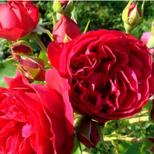 Роза кустовая Red Eden Rose (Ред Эден Роуз) (корнесобственная)