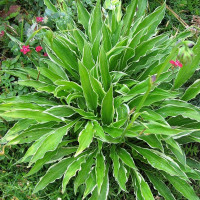 Саженцы Хоста Stiletto (Стилетто) S