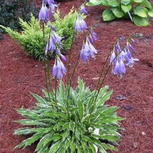 Саженцы Хоста Stiletto (Стилетто) S