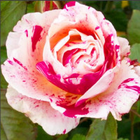 Роза флорибунда Сентименталь (Scentimental)