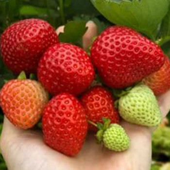 Клубника ремонтантная (крупноплодная) Хадемар (5 шт.)