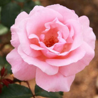 Роза чайно-гибридная Королева Елизавета