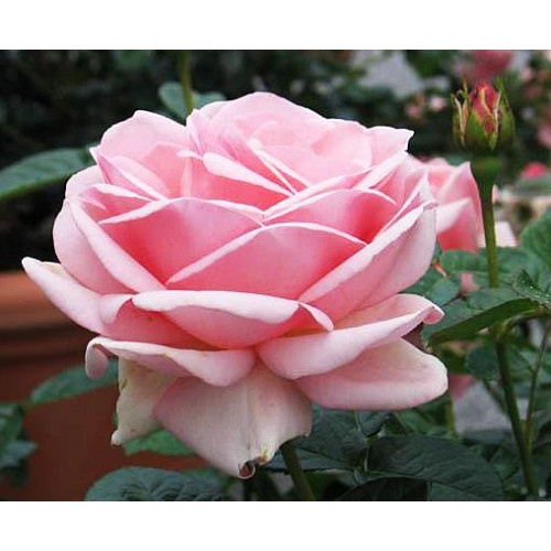 Роза чайно-гибридная Королева Елизавета