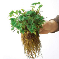 Клубника Руби Энн (5 шт.)