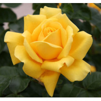 Роза чайно-гибридная Gina Lollobrigida