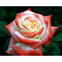 Роза чайно-гибридная Императрица Фарах (Imperatrice Farah)
