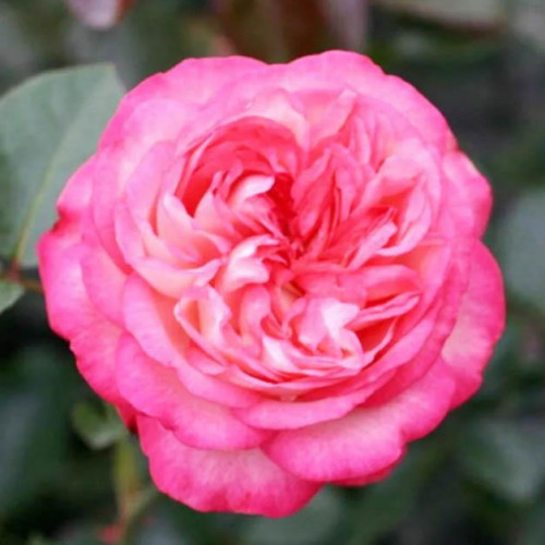 Роза плетистая Антик (Antike)