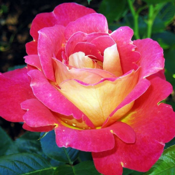 Роза плетистая Арлекин (Harlekin)