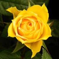 Роза чайно-гибридная Старлайт