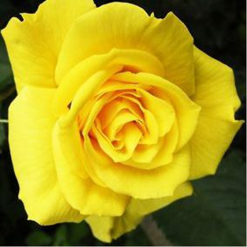 Роза чайно-гибридная Старлайт