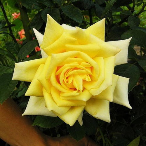 Роза чайно-гибридная Старлайт