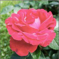 Роза флорибунда Таманго (Tamango)