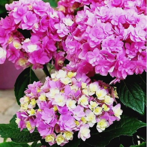 Гортензия крупнолистовая You and Me Expression (Ю энд Ми Экспрешен)