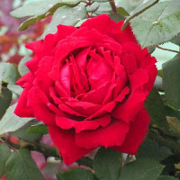 Роза чайно-гибридная Ботэро (Botero)