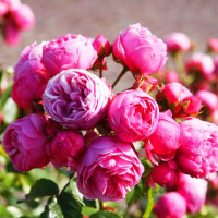 Роза флорибунда Помпонелла (Pomponella)