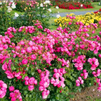 Роза флорибунда Помпонелла (Pomponella)