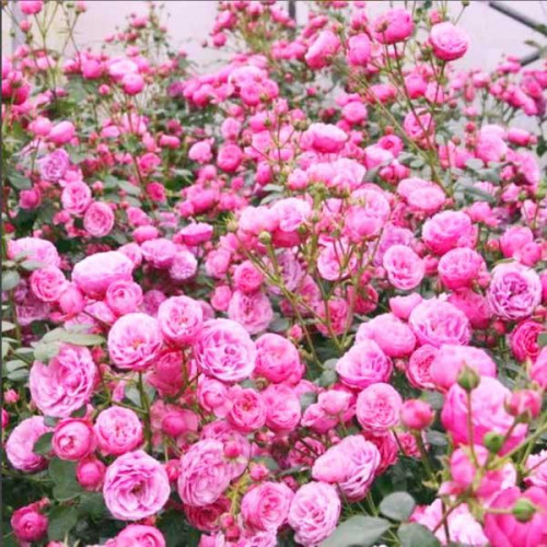 Роза флорибунда Помпонелла (Pomponella)