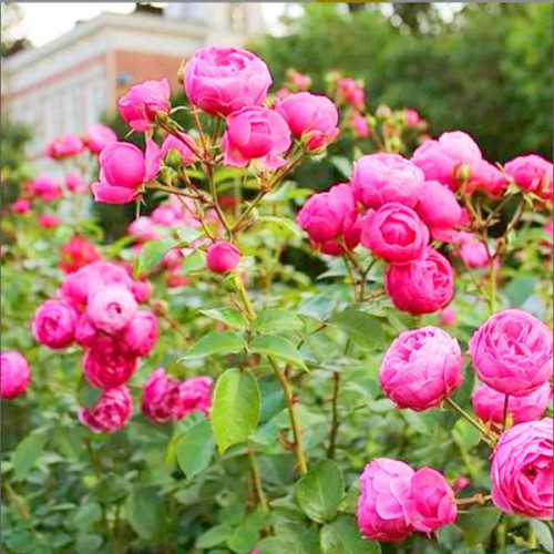 Роза флорибунда Помпонелла (Pomponella)