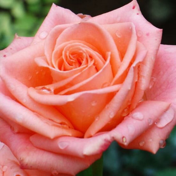 Роза чайно-гибридная Пикуба (Pikuba)